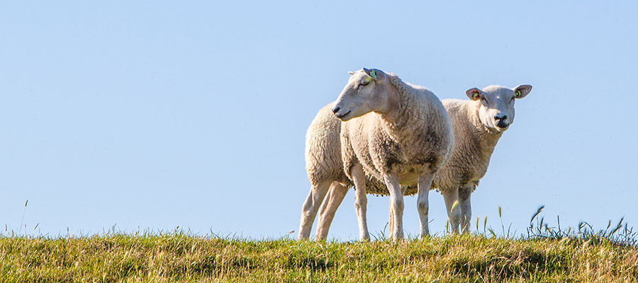 Windsurf Kids KBC Holland - Ovelhas em um dique no KBC Hindeloopen Kitesurf Centre, uma típica paisagem holandesa