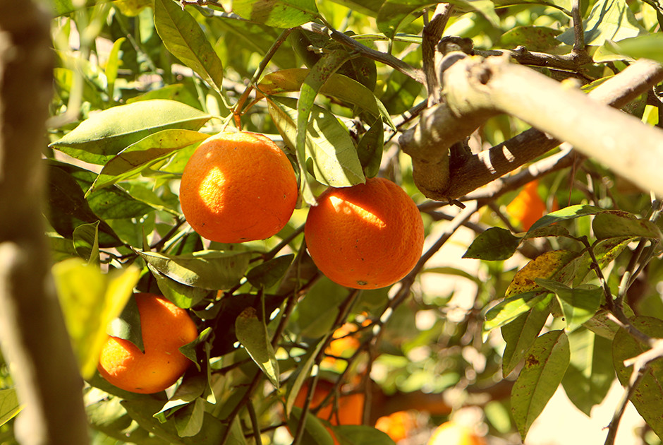 Fresh oranges in Sicily - KBC Kitesurf Center Lo Stagnone culinary experiences
