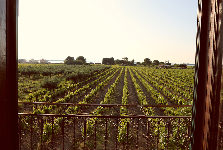 Vineyard view from Kiteboarding Club KBC Sizilien - scenic countryside near Lo Stagnone kitesurfing destination